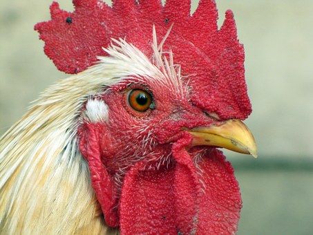 Cheb: Zrušení opatření související s „ptačí chřipkou“