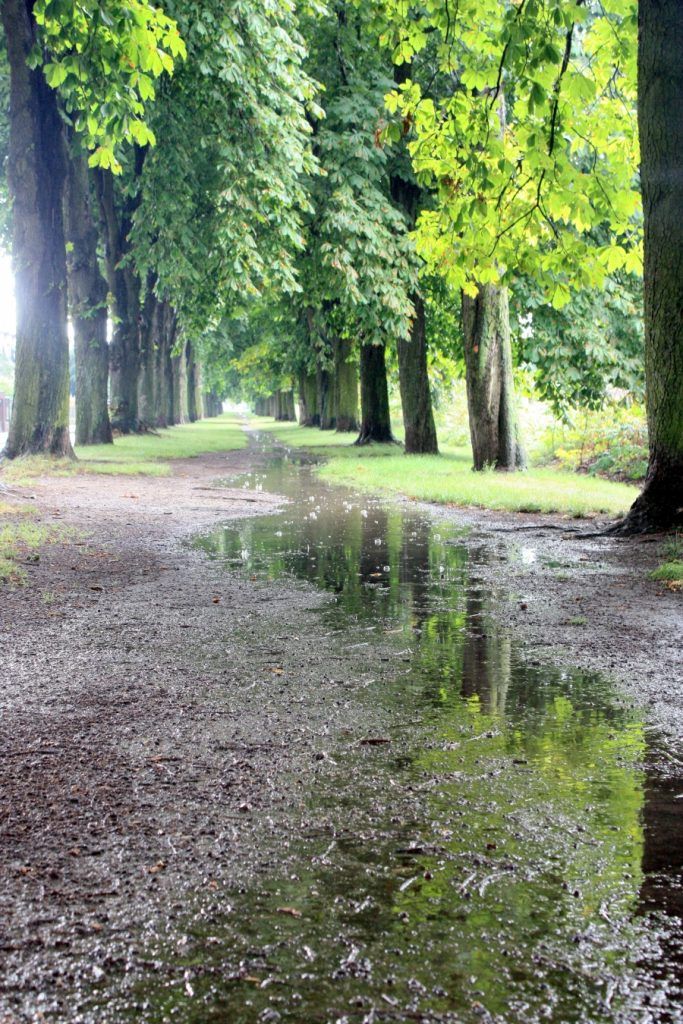 obrázek: ČR, Region: Pohraniční Jasanová alej získala v anketě nejvíce hlasů