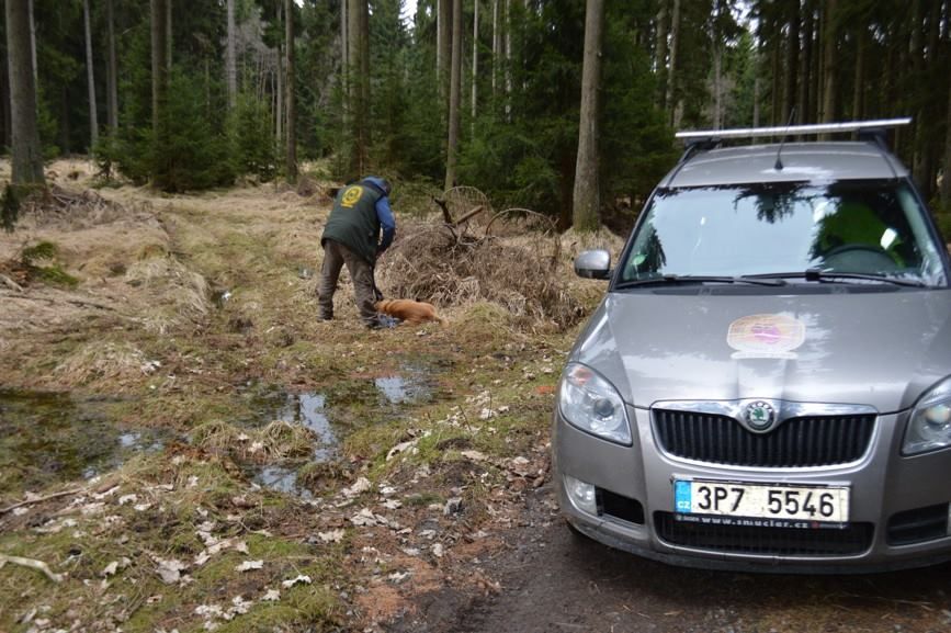 obrázek: Kladská: Fena odolávala odchytu celý měsíc