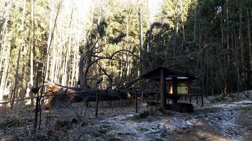 obrázek: Mariánské Lázně: Chráněný památný strom padl