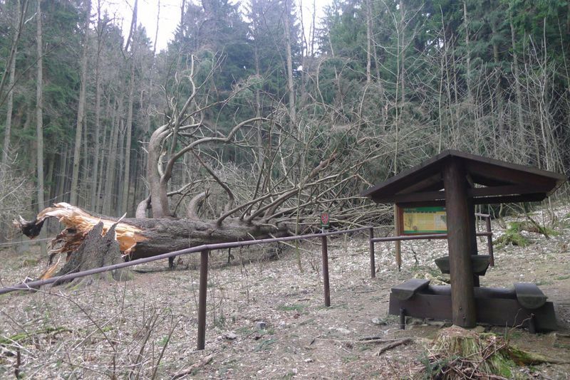 obrázek: Mariánskolázeňsko: Padl Král smrků. Co s ním bude dál?