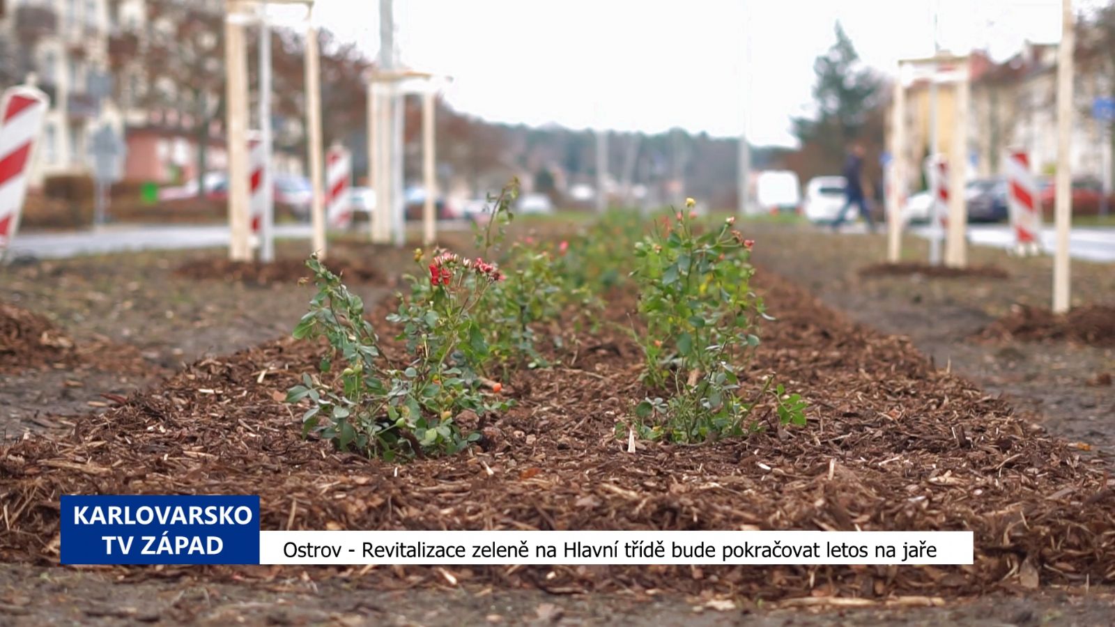  Ostrov: Revitalizace zeleně na Hlavní třídě bude pokračovat letos na jaře (TV Západ)
