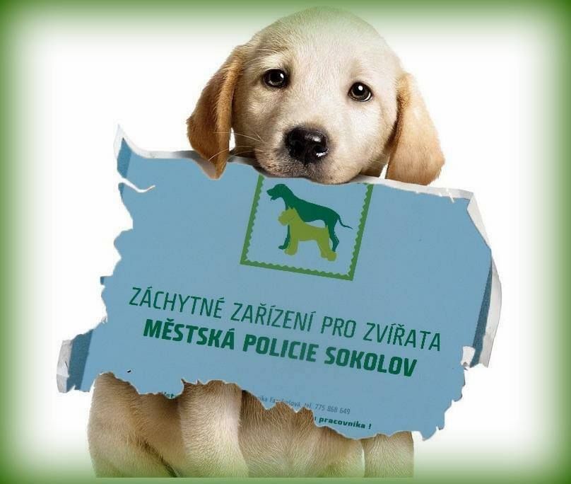 obrázek: Sokolov: Vánoce s opuštěnými pejsky