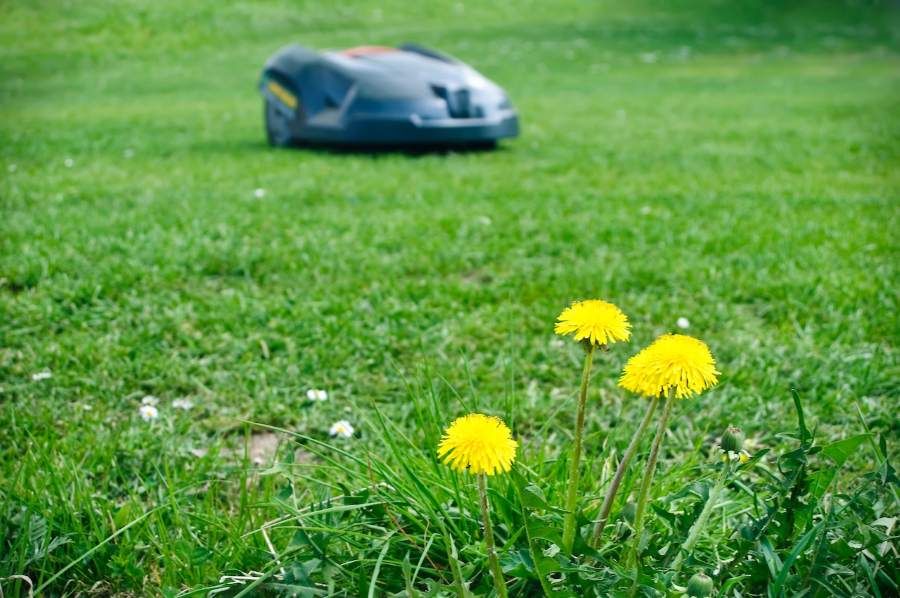 Tajemství dokonalého trávníku spočívá v pravidelném mulčování robotem
