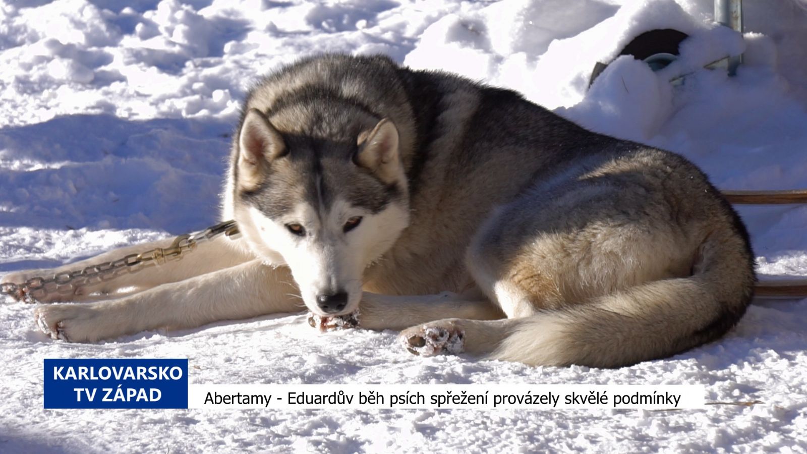 Abertamy: Eduardův běh psích spřežení provázely skvělé podmínky (TV Západ)