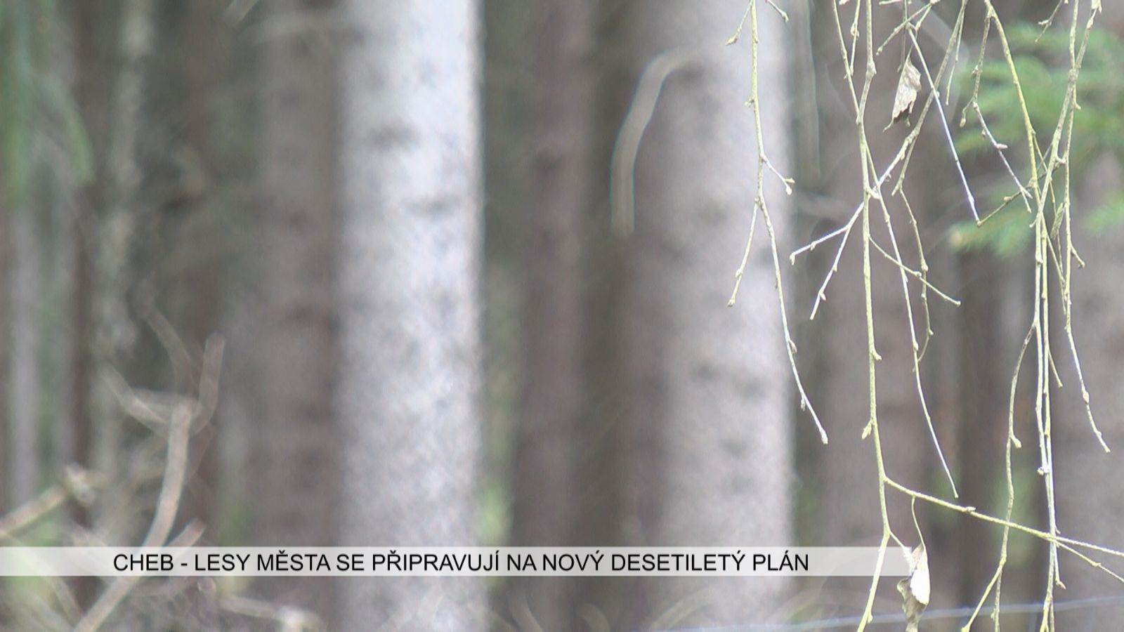 Cheb: Lesy města se připravují na nový desetiletý plán (TV Západ)
