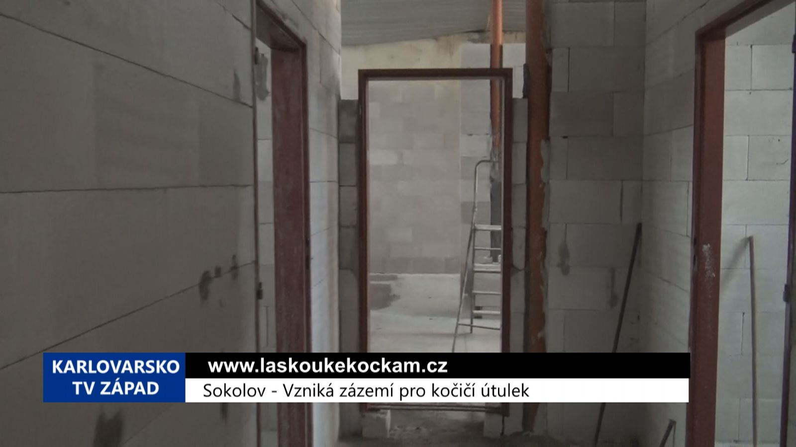 Sokolov: Vzniká zázemí pro kočičí útulek (TV Západ)