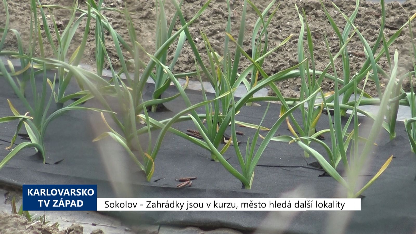 Sokolov: Zahrádky jsou v kurzu, město hledá další lokality (TV Západ)