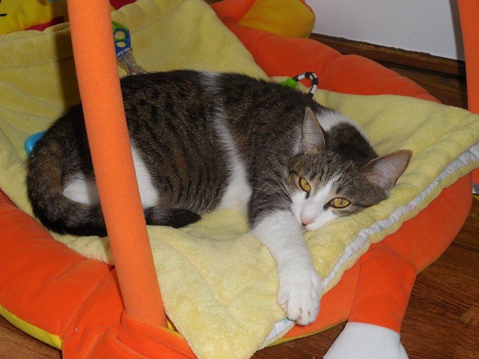 Aš: Hledá se kočička jménem Cherry