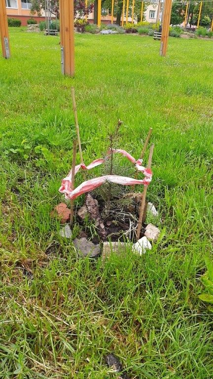 Cheb řeší svévolné vysazování stromů občany na pozemcích města