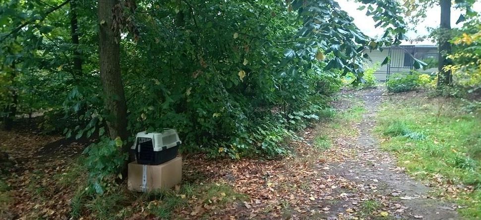 Drahovice: Odložená koťata u hřbitova