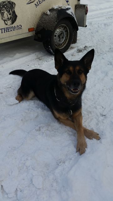 Karlovarsko: Během čtyř dnů policejní psi pomohli dopadnout šest pachatelů