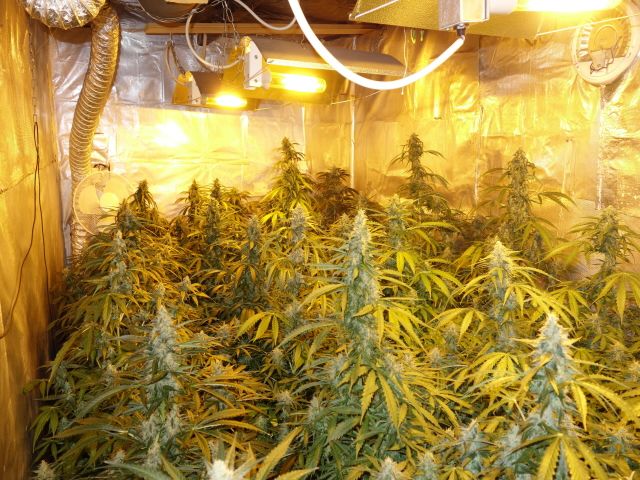 Karlovarsko: Během dvou dnů kriminalisté odhalili tři pěstírny konopí