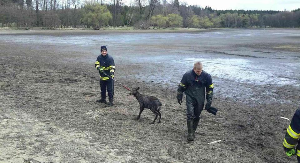 Karlovarsko: Hasiči zachránili laň z vypuštěného rybníka