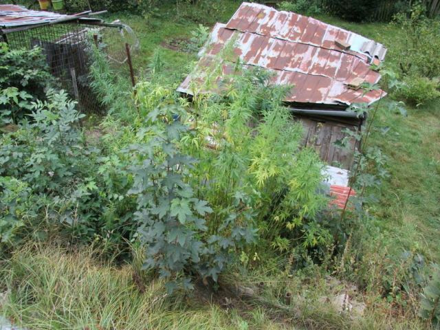 Karlovarsko: Seniorka neoprávněně pěstovala konopí