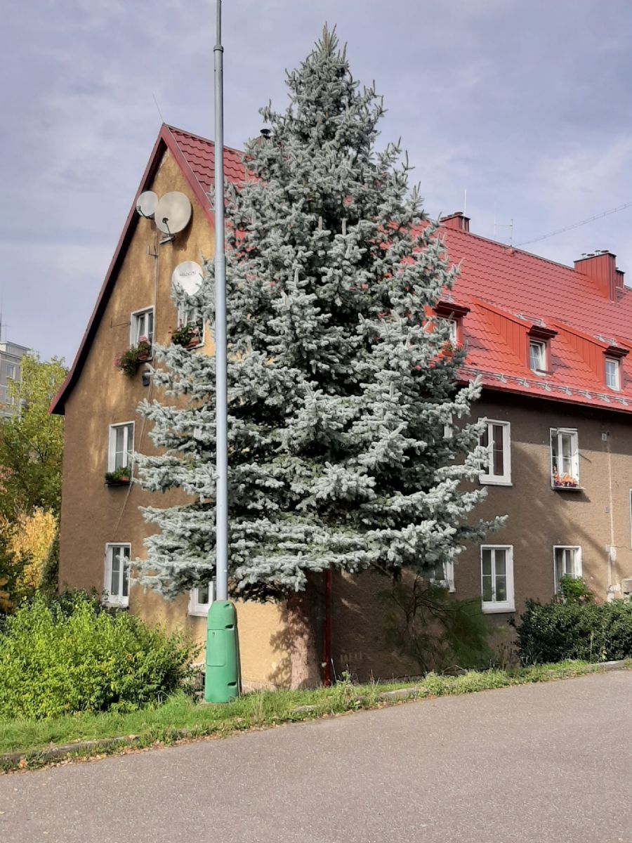 Karlovy Vary: Vánoční strom bude ze Severní ulice