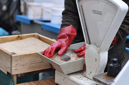 Kontrol prodeje vánočních kaprů loni přibylo. Závad bylo méně