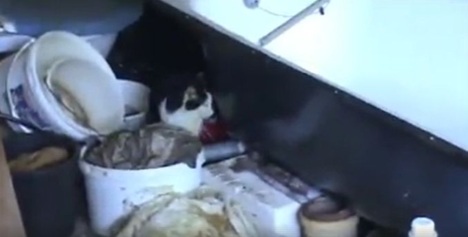 Kraslice: Zajištění náhradní péče pro 15 koček