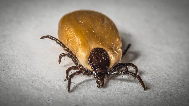 Nezapomeňte na očkování proti klíšťové encefalitidě, připomíná Krajská hygienická stanice