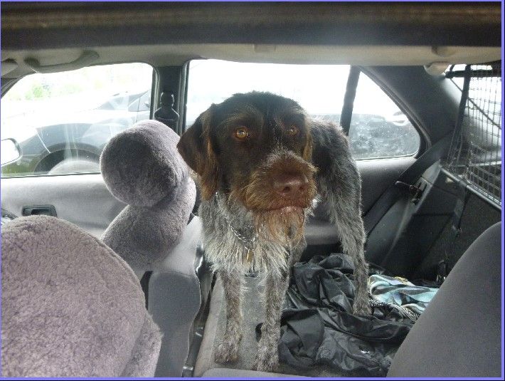 Pes zavřený v autě byl vystaven přehřátí 