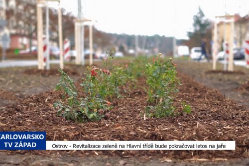 obrázek: Ostrov: Revitalizace zeleně na Hlavní třídě bude pokračovat letos na jaře (TV Západ)