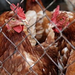 Region: I v našem kraji platí mimořádná opatření kvůli ptačí chřipce