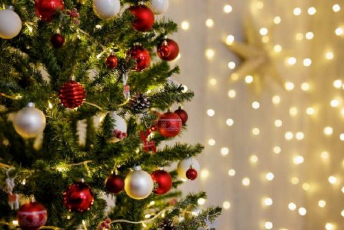 obrázek:Jak vybrat stromek do domácnosti, kde se často stěhuje nábytek?