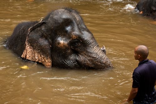 Obrázek - Koupání slonů v záchranné stanici Kuala Gandah, Malajsei