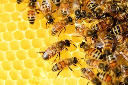 obrázek:Karlovarský kraj: Na podporu včelařství půjde přes milion korun