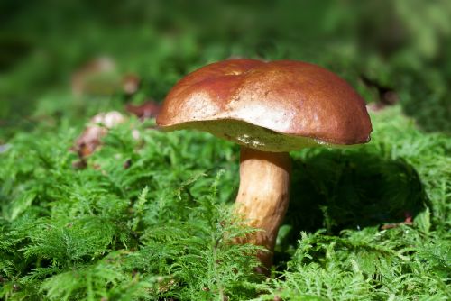 Foto: Karlovarský kraj vydal odborné publikace o vzácných houbách a drahých kamenech v regionu