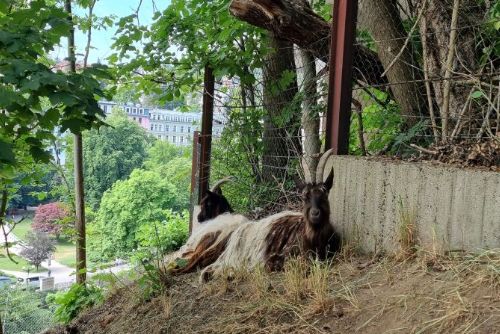 Foto: Karlovy Vary: Svahy kolem hotelu Thermal spásají kozy walliserské