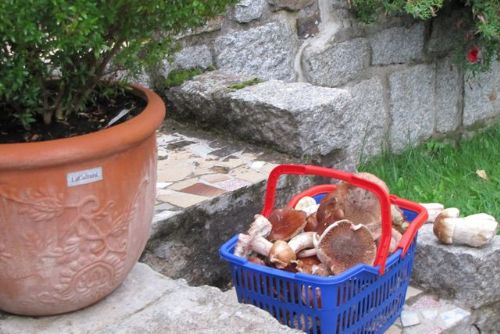 Foto: Region: Houbařská sezóna začala, nepodceňujte své síly