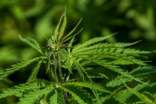 obrázek:Region: Intoxikace u dětí zakázanou látkou, policie eviduje několik případů