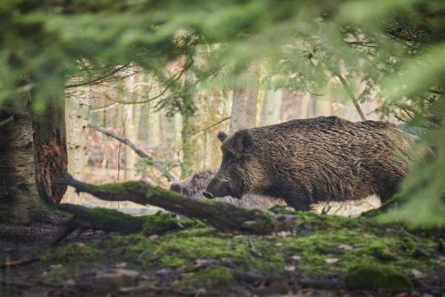 Foto: Region: Kraj vyhlašuje zcela nový dotační program na snížení počtu černé zvěře