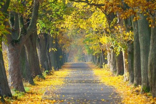 Foto: Region: Nominujte do soutěže alej, která vás chytla za srdce