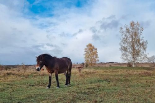 obrázek:Region: Nová rezervace divokých koní dnes vzniká u Aše, zvířata odjela z Milovic