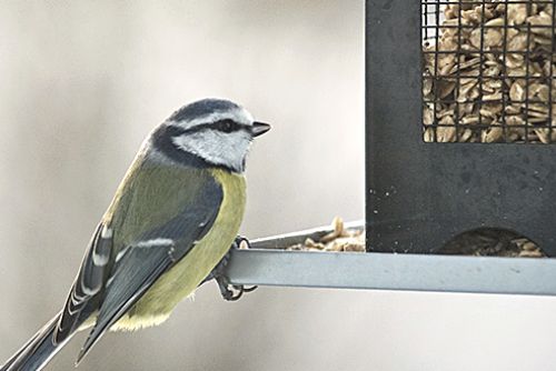 Foto: Region: Ornitologové opět sčítají ptactvo