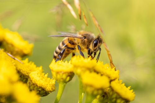 Foto: Region: Včelaři letos opět získají dotace od kraje