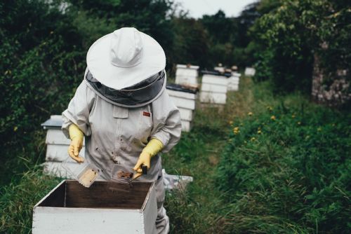 Foto: Region: Včelaři mohou začít podávat žádosti o krajské dotace