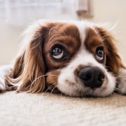 Region: Zástupci kraje pokračují v jednání o zajištění veterinární ambulance 24/7 v Karlovarském kraji