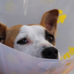 Zástupci kraje jednají o možnosti vzniku veterinární ambulance 24/7 v Karlovarském kraji