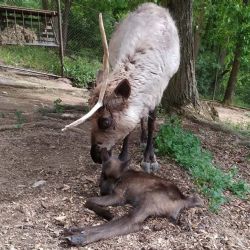 Brněnská zoo hlásí nové přírůstky: tři sobi a dva jeřábi