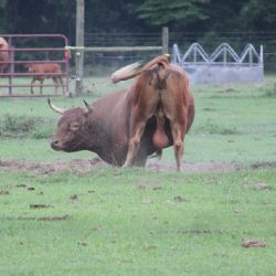 Býk zranil tři lidi na farmě u Spáleného Poříčí, včetně tříletého chlapce
