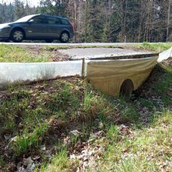 Každou noc boj o život. U Přimdy zachraňují stovky žab před koly aut