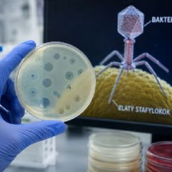 Lékaři z Motola a Homolky nasadili bakteriofágy proti stafylokokové infekci