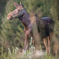 Los Emil opustil Šumavu. V Bavorsku ho lidé vídají u silnic i na farmě