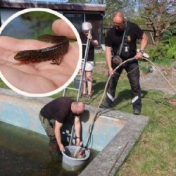 V bazénu u chatky přežívala chráněná populace čolků. Záchranáři jich odvezli dvacet