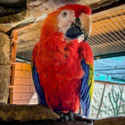 ZOO Tábor získala nového aru arakangu, posílí chov ohrožených papoušků