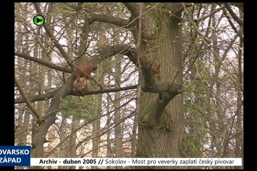 Foto: 2005 – Sokolov: Most pro veverky zaplatí český pivovar (TV Západ)