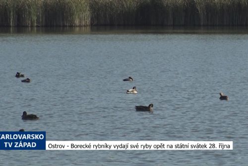 obrázek:Ostrov: Borecké rybníky vydají své ryby opět na státní svátek 28. října (TV Západ)